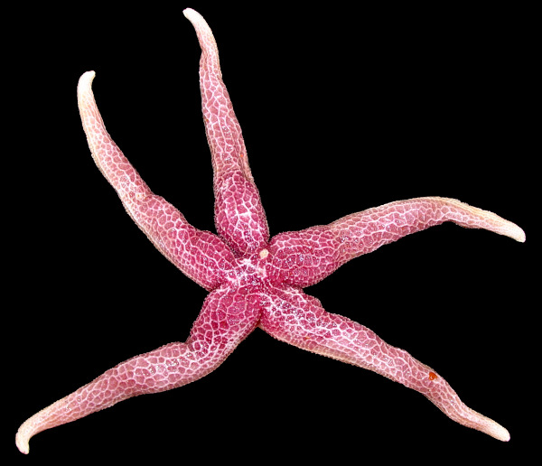 Henricia aspera Fisher, 1906 Sandpaper Henricia